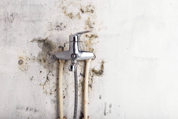 Best Attic Mold Removal  in Forks, WA