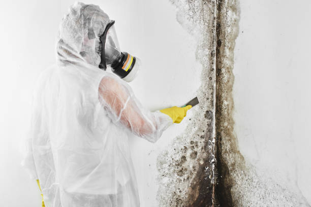 Best Fast Mold Removal  in Forks, WA