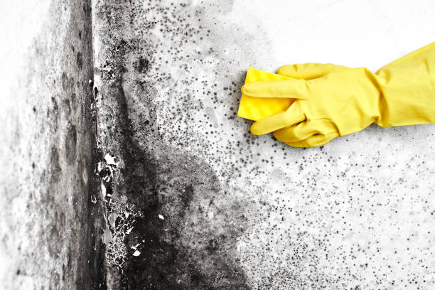 Best Certified Mold Removal  in Forks, WA