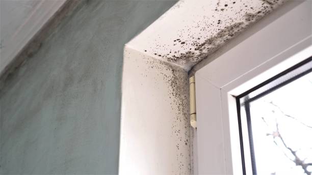 Best Water Damage Restoration  in Forks, WA