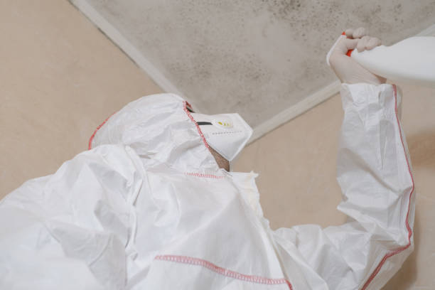Best Best Mold Removal Companies  in Forks, WA