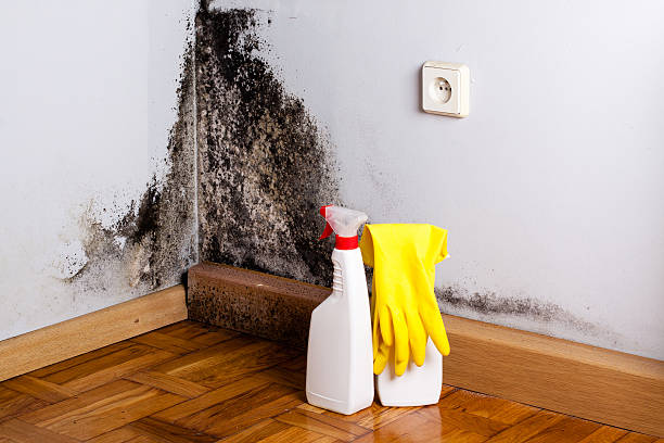 Trusted Forks, WA Mold Removal Experts