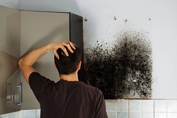 Best Home Mold Removal  in Forks, WA